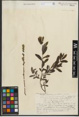 Foto von Salix purpurea L. x Salix repens L.